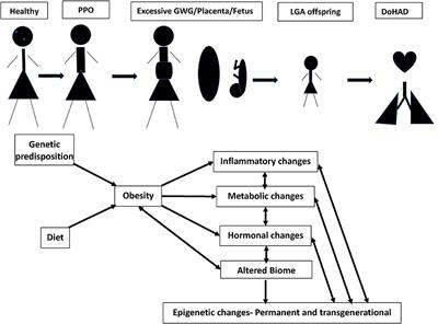 The Epidemiology and Mechanisms of Lifetime Cardiopulmonary Morbidities Associated With Pre-Pregnancy Obesity and Excessive Gestational Weight Gain